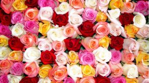 Colored-Roses
